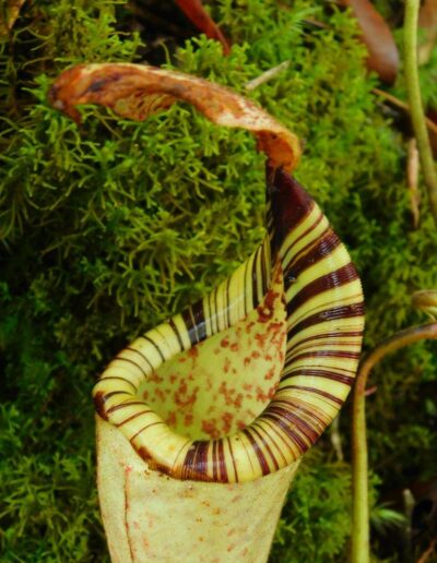 Nepenthes The Tropical Pitcher Plants (8)