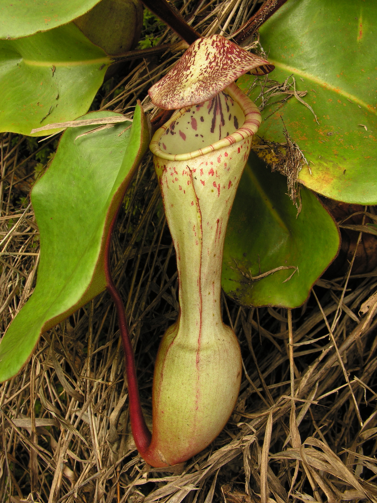 Redfern Natural History Productions Book Shop & Documentaries